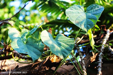 Makabuhay (Tinospora rumphii Boerl) .